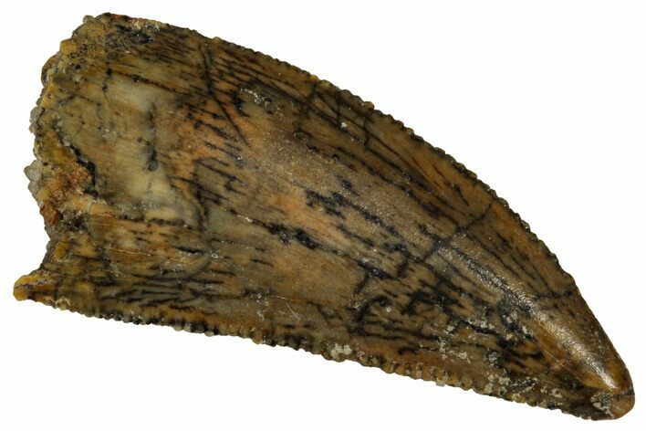 Serrated Raptor Tooth - Real Dinosaur Tooth #353363